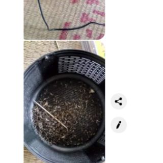 Máy bắt muỗi diệt muỗi thông minh