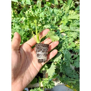 Cây giống cải xoăn kale xanh mỹ khổng lồ chỉ ship miền Bắc không ship miền nam