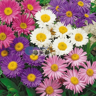 Hạt giống Hoa Thạch Thảo mix màu - ( 1 gói 50 hạt ) - STHG2
