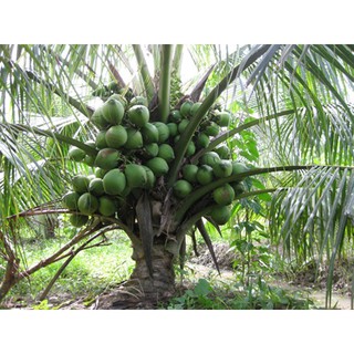 24H - Cây Giống Dừa Xiêm Lùn