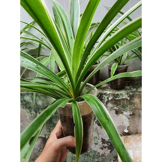 Combo 5 Cây Lan Chi - Lan Bạch Chỉ- Cây Mẫu Tử