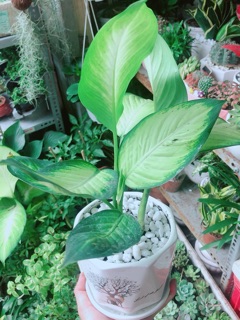 Chậu Cây Vạn Niên Thanh