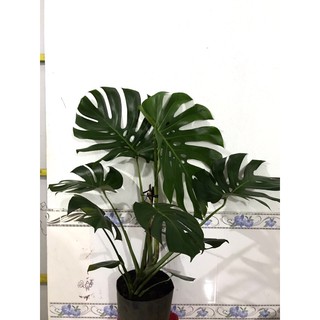 TRẦU BÀ LÁ XẺ NAM MỸ