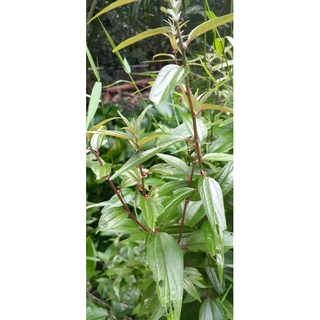 Cây thuốc dòi còn gọi là bọ mẵm ( 1 chậu 3 -4 cây)