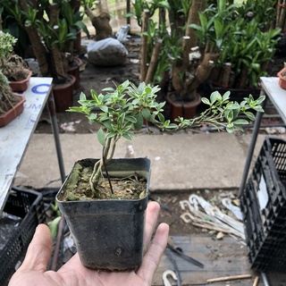 Cây bạch tuyết mai mini bonsai, chiều cao 15-20cm bộ rễ đẹp lá cẩm thạch, thích hợp để bàn trang trí nội thất cảnh quan