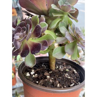 SEN ĐÁ AEONIUM ĐEN THÂN CỔ THỤ 20-25cm