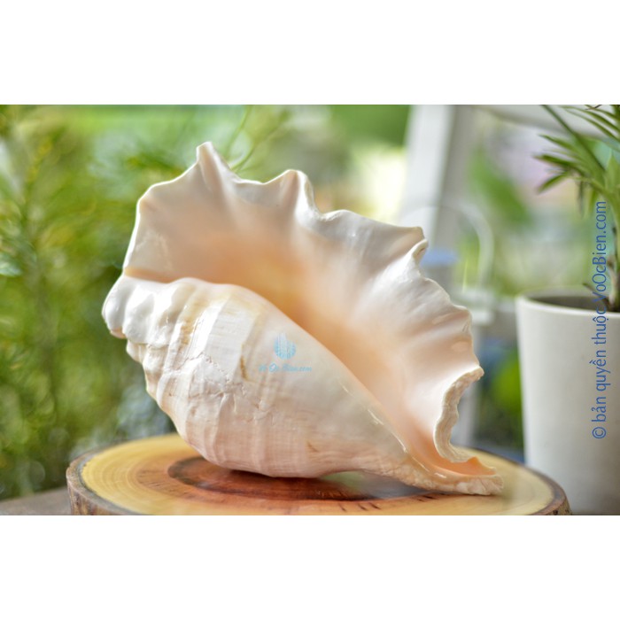 Kèn tù và – ốc tai be