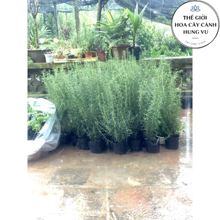 Cây hương thảo - Rosemary cao 40cm