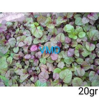 Hạt giống Rau Dền Tía