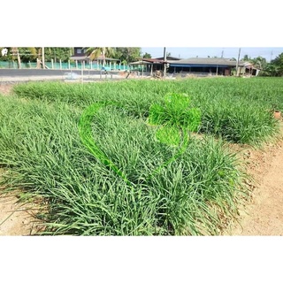 Hạt giống hẹ lá - gói 1 gramMS141