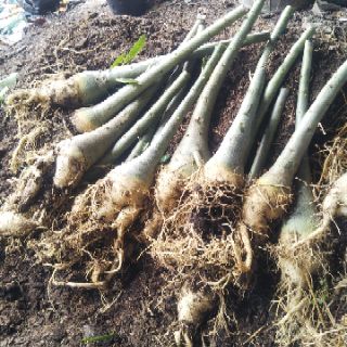Sứ Thái nguyên liệu 1 cốt