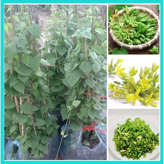 Cây giống thiên lý đã leo gần 1 mét