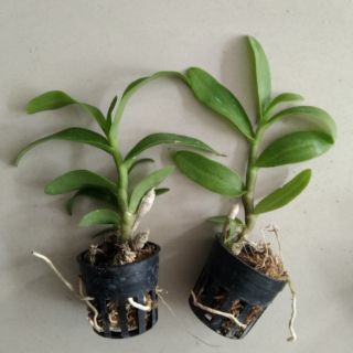 Trầm 6 mắt giống