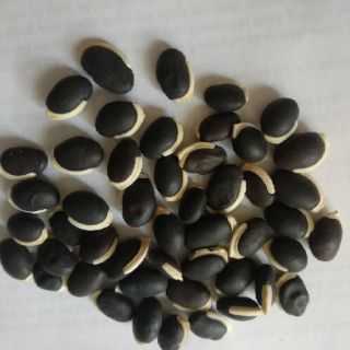 10 hạt giống đậu ván tím