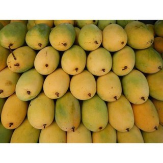 Cây Xoài Cát Hòa Lộc