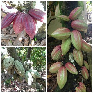 Bơ cacao CacaoMi 500g