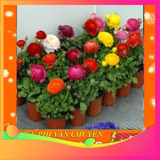 [TOP] Hạt Giống Hoa Hồng Ri Ba Tư - 5 Hạt [ Tặng Kèm 1 Viên Nén Xơ Dừa ] VIETGAR