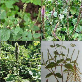 Hạt giống Cây Ngưu Tất ( cây dược liệu làm thuốc ) 50 hạt