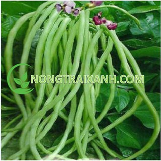 15gr - hạt giống đậu đũa ngồi xanh