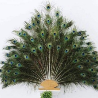 Combo 36 lông công 100cm loại mắt vừa