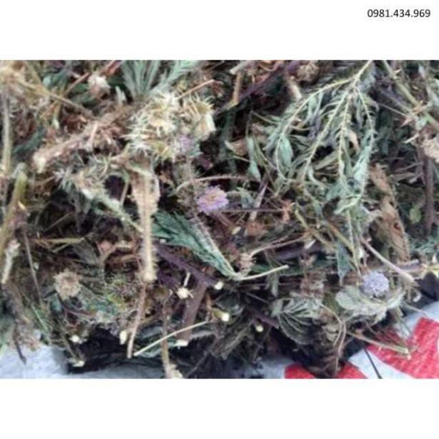 01kg trinh nữ (xấu hổ) khô