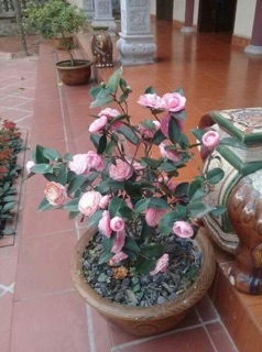 Cây giống hoa trà my