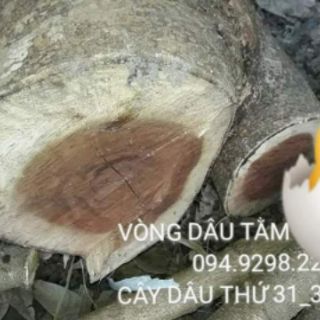 Vòng dâu tằm chuẩn gỗ dâu ( hàng đặt )