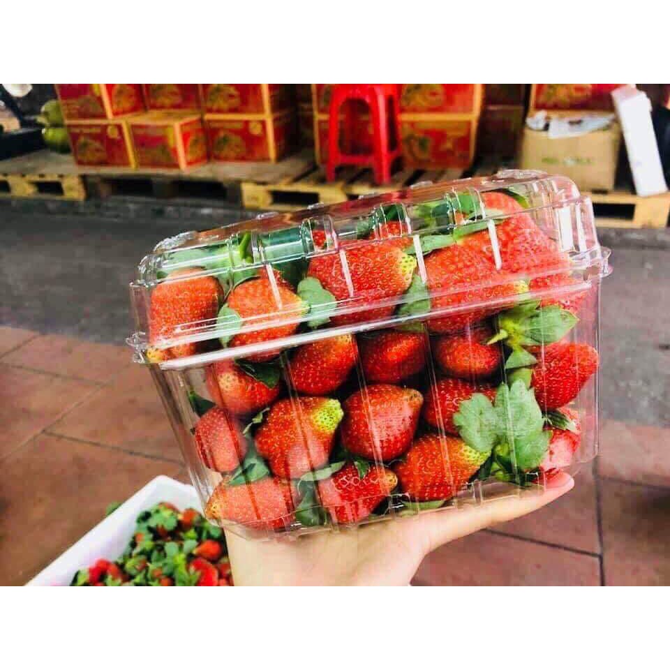 Hộp nhựa đựng trái cây 1kg 50 hộp | Shopee Việt Nam