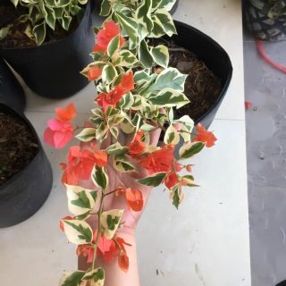 Cây Bông Giấy Cẩm Thạch Màu Cam