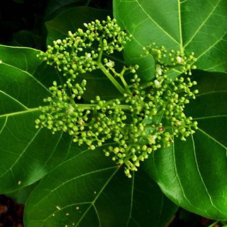 CÂY LÁ GAN(1KG)