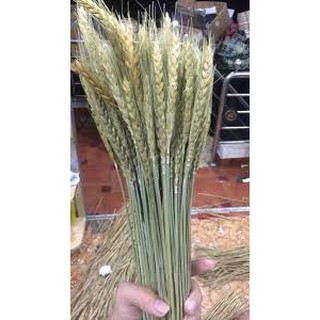 lúa mạch khô ( hoa thật sấy khô) decor, trang trí