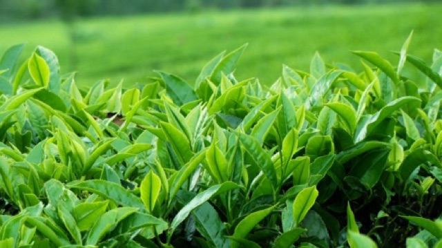 Trà Thái Nguyên 500g