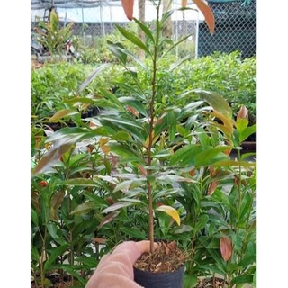 Chậu cây mai vàng con (cao 30-50cm)