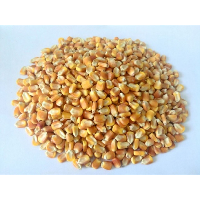 1 kg bắp khô nguyên hạt