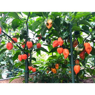 [Hạt Giống Mỹ] Ớt Siêu Cay Habanero Cam (Gói lẻ 10 hạt)