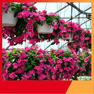 Hạt Giống Hoa Dừa Cạn Rủ Mix