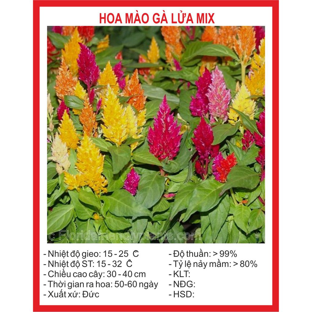 Hạt Giống Hoa Mào gà Lửa Mix 100 Hạt