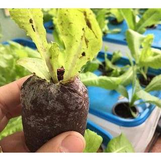 Dung dịch Thủy Canh Rau Lá HDROUMART V