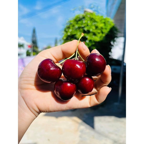 Cherry Brazil