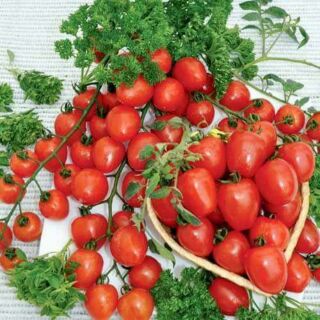 Cà chua leo giàn quả nhót chịu nhiệt