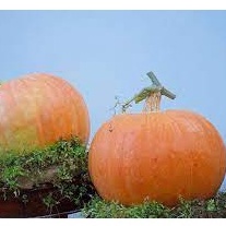 Hạt giống bí ngô BÍ ĐỎ NHẬT BẢN, Cánh đồng Connecticut, Gia truyền, Nongmo