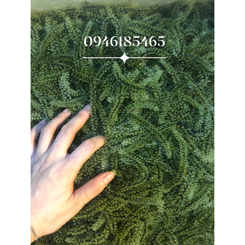 RONG NHO BIỂN TƯƠI ( ĐÓNG TÚI 1 KG) | BigBuy360 - bigbuy360.vn