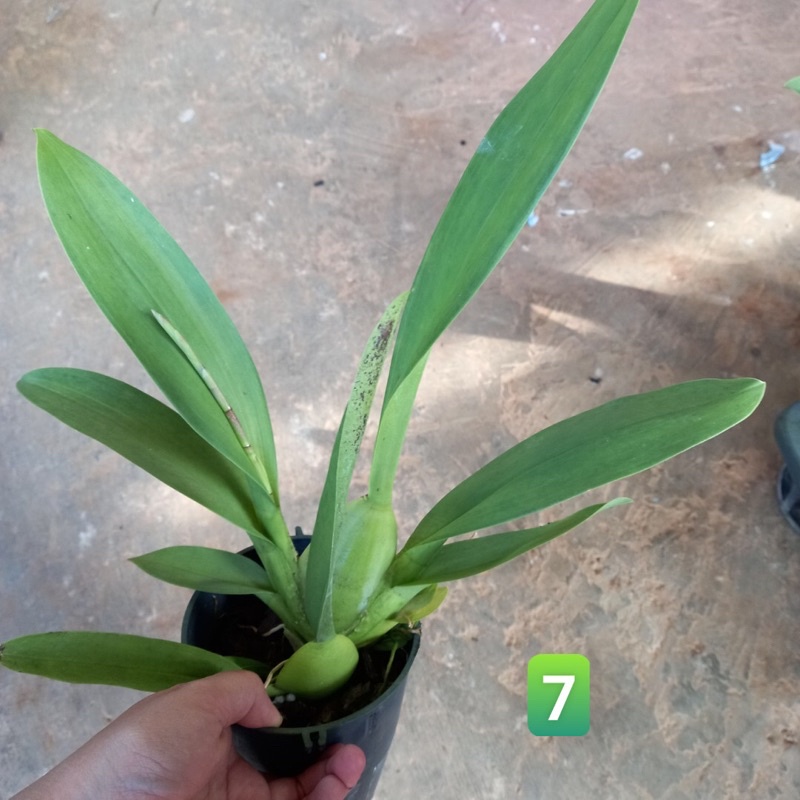Hoa lan Vũ nữ cam lửa đang nụ đẹp