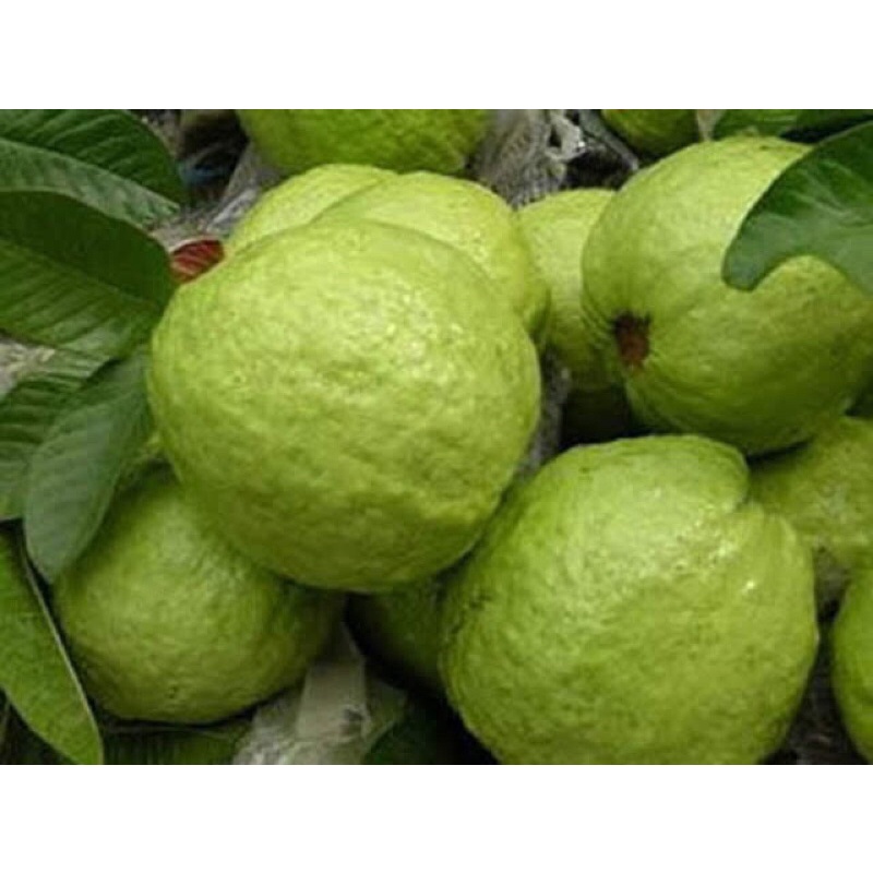 Phân bón CHUYÊN CÂY ỔI lớn trái nhanh, ngọt trái, giòn cơm, nặng ký, bóng đẹp trái hiệu quả gói 1Kg