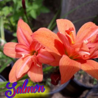 1 củ huệ mưa kép