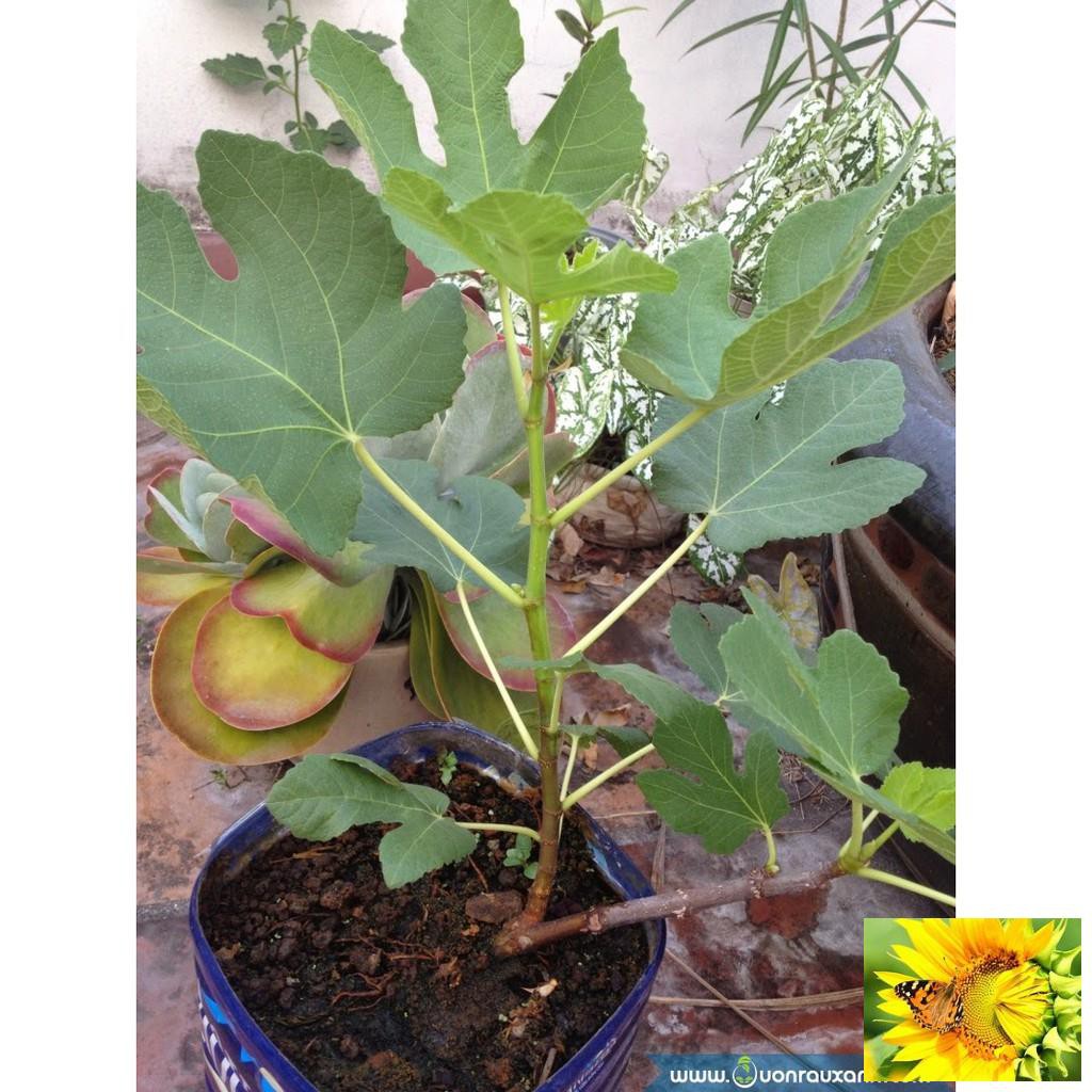 Hạt giống Sung Mỹ