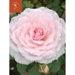 Hoa hồng bụi Misaki trắng phớt hồng-Hoatuoimelinh