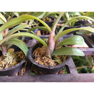 Phi điệp tím hòa bình