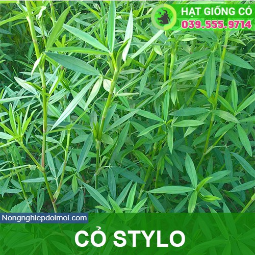 Hạt Cỏ Chăn Nuôi Stylo - Cỏ Họ Đậu - Gói 100g - Hạt Giống Cỏ Chăn Nuôi