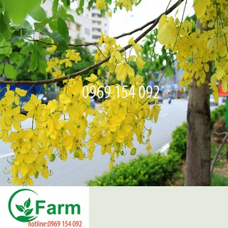 cây muồng hoàng yến